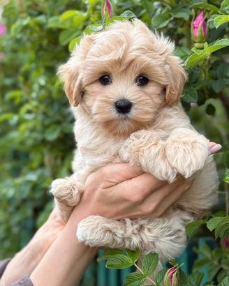 Maltipoo femmina