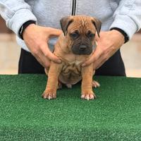 Cuccioli american pitbull terrier