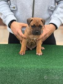 Cuccioli american pitbull terrier