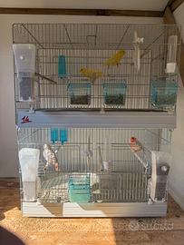 Gabbie voliere e coppie