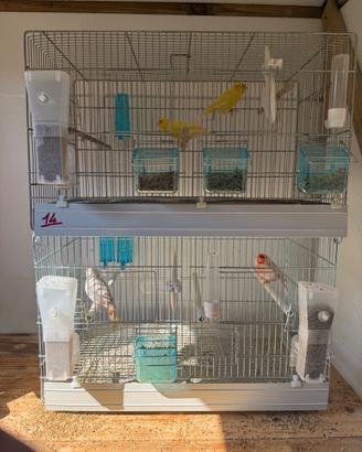 Gabbie voliere e coppie