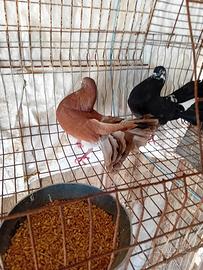 piccioni 