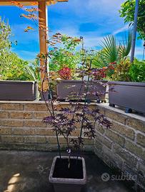 Acer palmatum Hino tsukasa rosso ANGUILLARA SABA. 