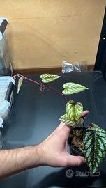 Piante terrario tropicale rettili rane gechi