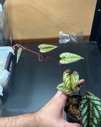 Piante terrario tropicale rettili rane gechi