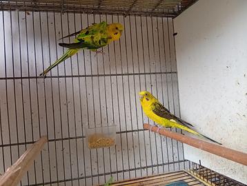 Cocorite hagaromo ala nera