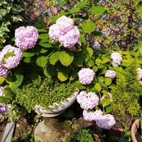 Ortensia in vaso, colore rosa