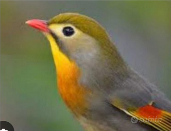 Usignolo del Giappone