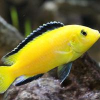 Ciclidi Malawi Pesci Caeruleus yellow