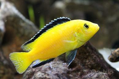Ciclidi Malawi Pesci Caeruleus yellow