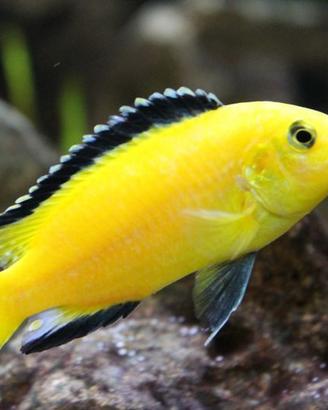 Ciclidi Malawi Pesci Caeruleus yellow