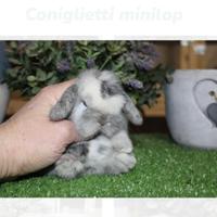 Coniglio Minilop