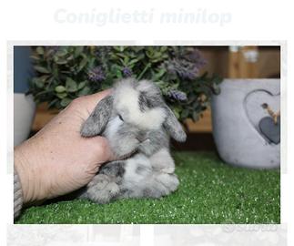 Coniglio Minilop
