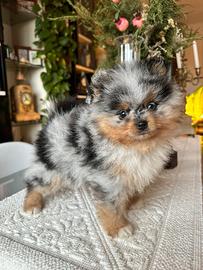 Cucciolo spitz merle occhio azzurro