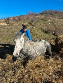 Cavallo intero