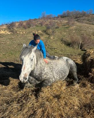 Cavallo intero
