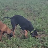 Segugio italiano da lepre