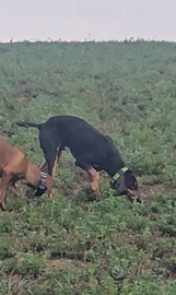 Segugio italiano da lepre