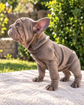 Cucciola di bulldog francese exotic velvet