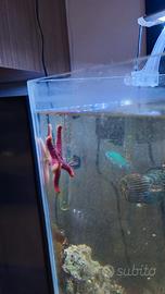 Pesci per acquario marino
