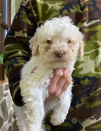 Cuccioli di Lagotto romagnolo