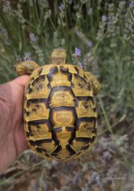 Tartaruga di terra Testudo Hermanni