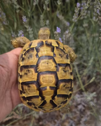 Tartaruga di terra Testudo Hermanni