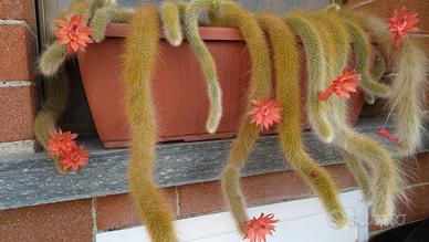 Piante grasse e succulente