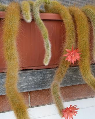Piante grasse e succulente