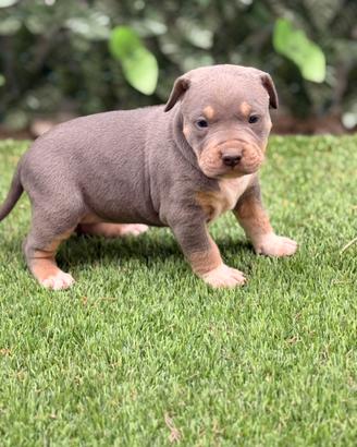 American Pitbull terrier tricolore