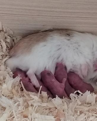 Criceti Roborosky