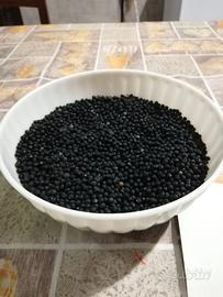 Seme asparagi selvatici