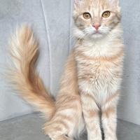 Gattina di razza, Angora Turco - Georgina