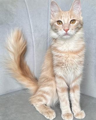 Gattina di razza, Angora Turco - Georgina