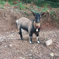 Animali ornamentali galline oca tibetana nana