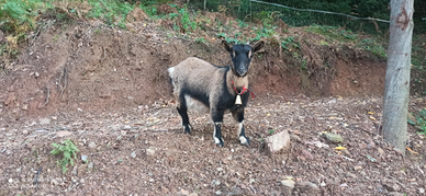 Animali ornamentali galline oca tibetana nana