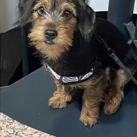 Cane originale rock shine