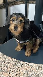 Cane originale rock shine