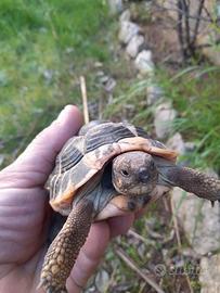 Tartarughe di terra