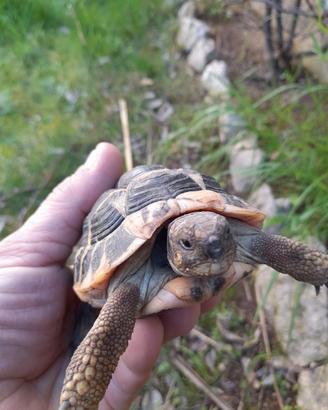 Tartarughe di terra