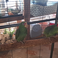 Per appassionati di ornitologia