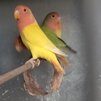 Inseparabili