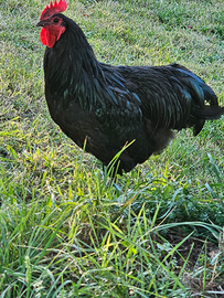 Coppia galline austrolop