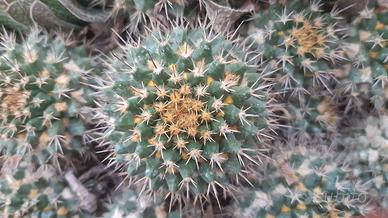 Piantine di Mammillaria Marksiana