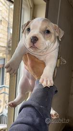 American bully