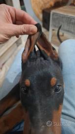 Cuccioli di Dobermann