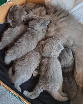 Cuccioli british/scottish