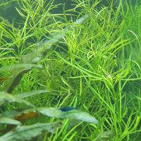 Pogostemon quadrifolius