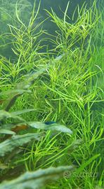 Pogostemon quadrifolius