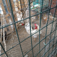 Gallo da riproduzione